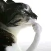 o99mu1_