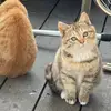 lalallbooboo