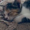 m_alpisbaev