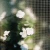 nev__000