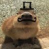 gortthecapybara12