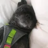 annybernsteinhundschmuck