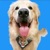 lucky_ogoldenretriever