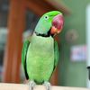 quirky_parrot