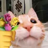 bai_jaee