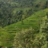 newar_400