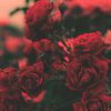 dead_roses321