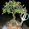 bonsai_camtay
