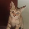 elgatopablo_