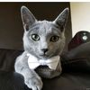 tousicat