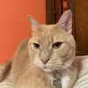 simbacat247