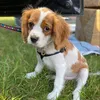 sunny_cavalierkcspaniel