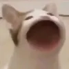 ngyuen.tung