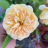shrothy