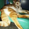 cat.lovers883