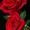 salmanhasan4961
