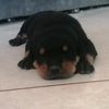 maximus0811
