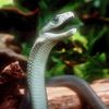 tradermamba