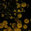 cerise.marigold