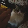 nunu_b9