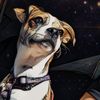 servicedoghandlerkatie