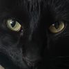 blvckcatcono