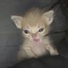 celeste_111_14