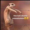 kingjose77