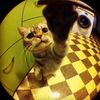 crispycheddarlolz