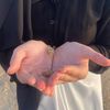 bubblegumee234