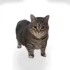 _nhtdc08