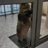 Тигр The Siberian cat