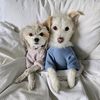 Peake Pups