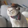 mynuisance