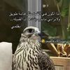 ✨👑 الشاعره بنت عتيبه👑✨