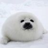 shlumpy123