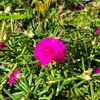 lucasfloripa