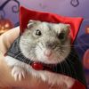 lizhamster