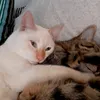 bichotrasto