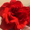 cmyma31