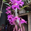 tran_hung1