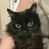 nettiemobettie