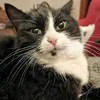 blackbriarcat