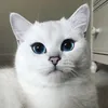bubuxon