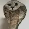 chtotytdoljnobit