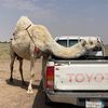تركي النفيعي
