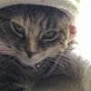 scarletthecat3