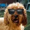 hankthecockapoo