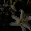 ellxx_2