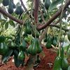 Rajo Muliyo 86